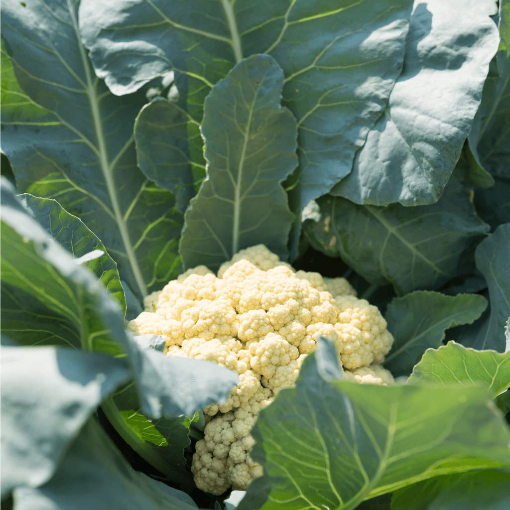 Kalafior. 9,90 zl/szt.