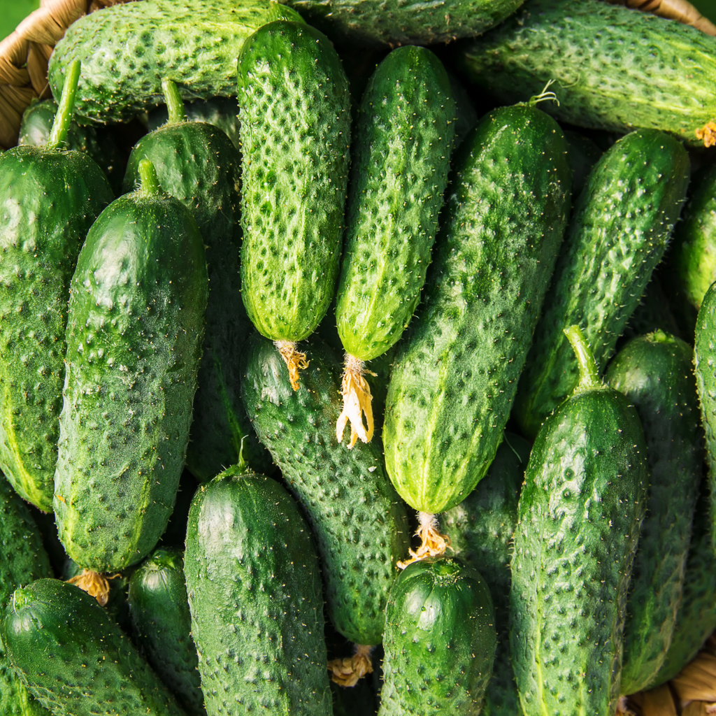 Ogorek gruntowy. 12,90 zl/kg